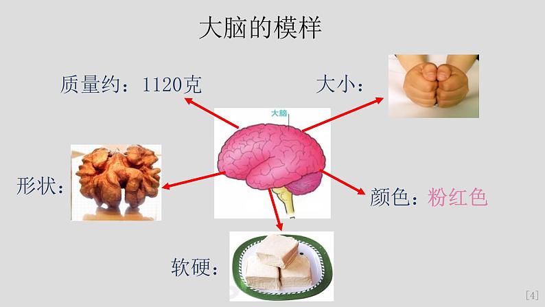 教科版（2017秋）科学五年级上册4.4身体的“总指挥”（课件）07