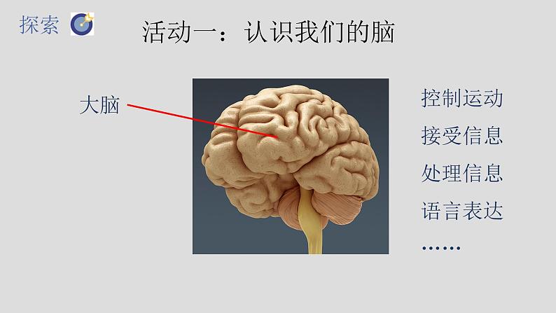 教科版（2017秋）科学五年级上册4.4身体的“总指挥”（课件）08