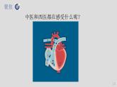 教科版（2017秋）科学五年级上册4.3心脏和血液（课件）