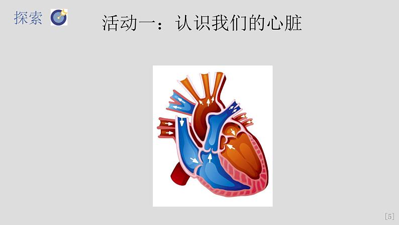 教科版（2017秋）科学五年级上册4.3心脏和血液（课件）第7页