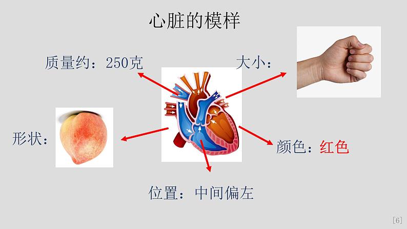 教科版（2017秋）科学五年级上册4.3心脏和血液（课件）第8页