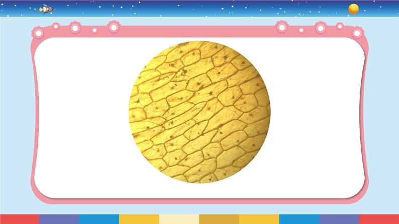 1.4《观察洋葱表皮细胞》教学PPT第3页