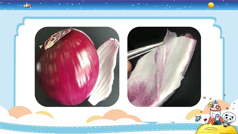 1.4《观察洋葱表皮细胞》教学PPT第7页