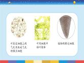 1.5《觀察更多的生物細(xì)胞》課件+教案