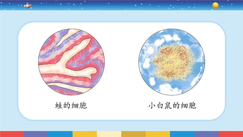 1.5《观察更多的生物细胞》课件+教案06