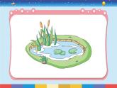 1.6《观察水中微小的生物》课件+教案