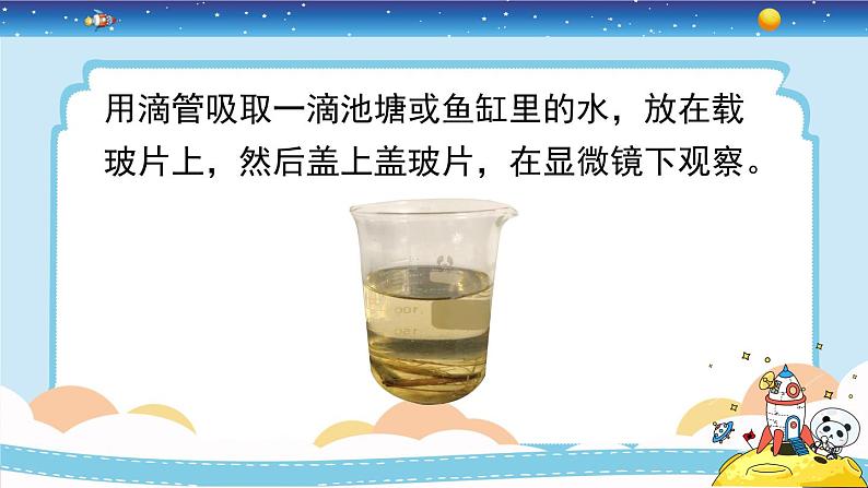 1.6《观察水中微小的生物》课件+教案06