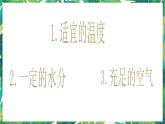 3.1《种子发芽了》课件+教案+练习