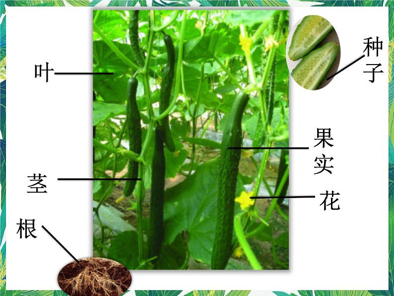 3.2《 茁壮成长》课件+教案+练习06