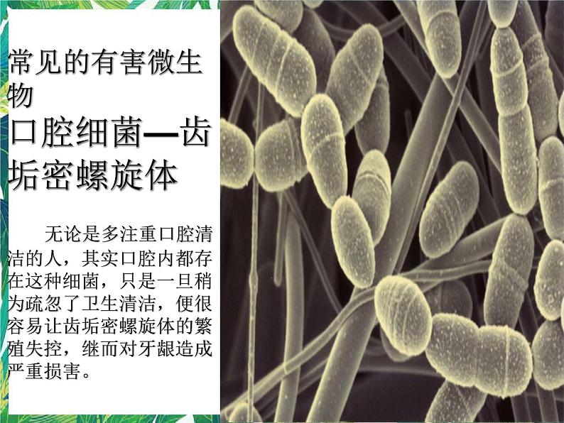 5.3《微生物的危害》课件+教案+练习04