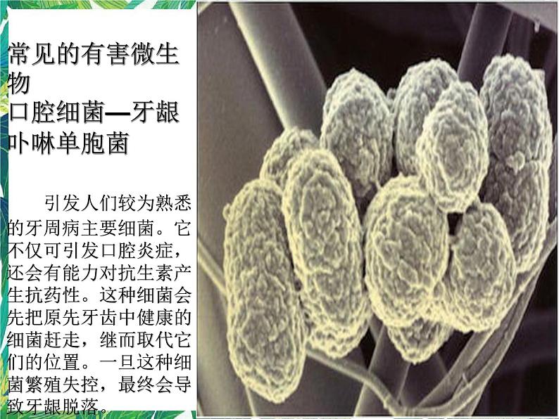 5.3《微生物的危害》课件+教案+练习05