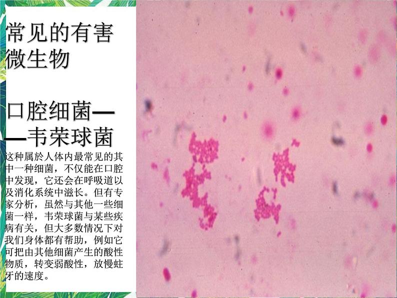 5.3《微生物的危害》课件+教案+练习06