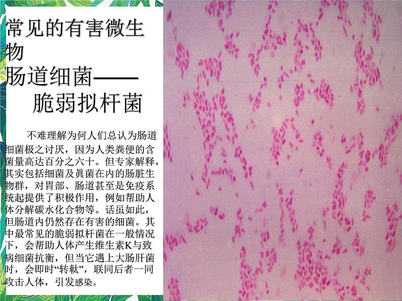 5.3《微生物的危害》课件+教案+练习08