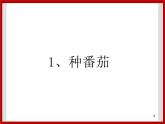1.1种番茄 课件