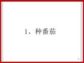 1.1种番茄 课件