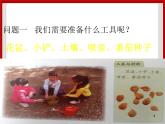1.1种番茄 课件