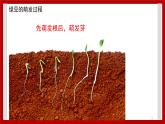 1.2 种子发芽了 课件