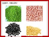 1.2 种子发芽了 课件