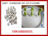 1.2 种子发芽了 课件