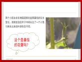 1.4 开花结果 课件