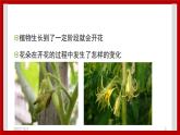 1.4 开花结果 课件