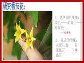 1.4 开花结果 课件