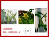 1.4 开花结果 课件