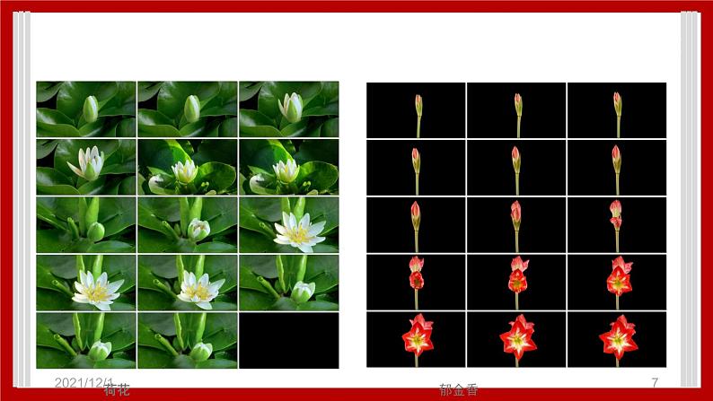 1.4 开花结果 课件07