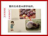 1.5 养蚕 课件