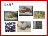 1.5 养蚕 课件