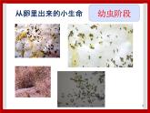 1.5 养蚕 课件
