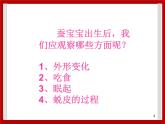 1.6 蚕宝宝变样了 课件