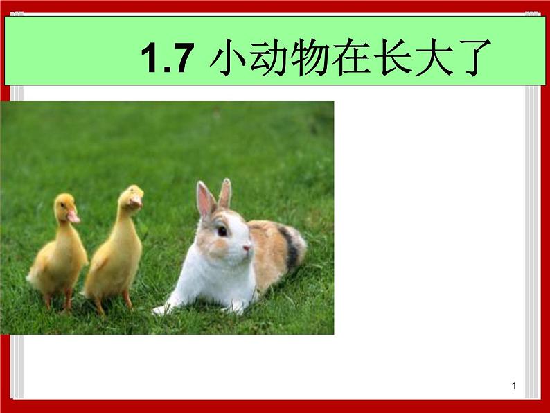 1.7 小动物在长大 课件第1页