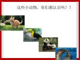1.7 小动物在长大 课件