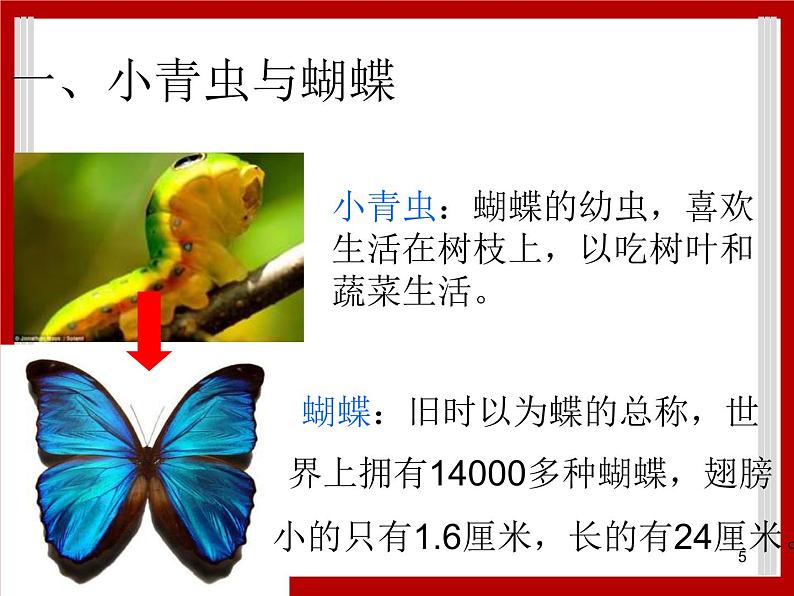 1.7 小动物在长大 课件第5页