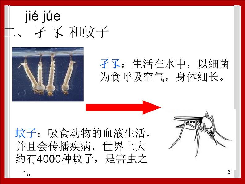 1.7 小动物在长大 课件第6页