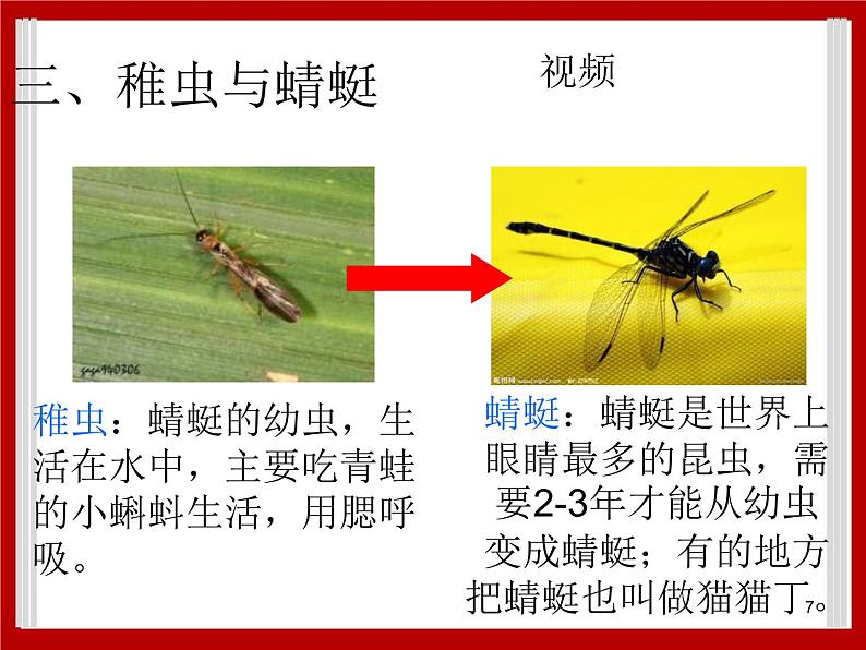 1.7 小动物在长大 课件第7页
