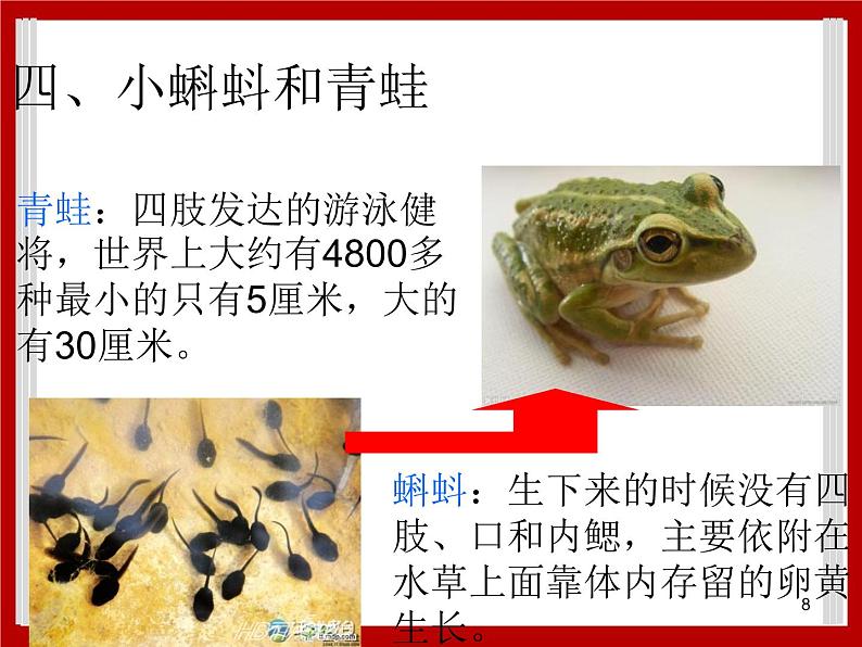 1.7 小动物在长大 课件第8页