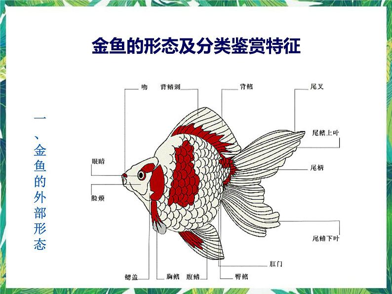 3.1《小金鱼之死》课件+教案+练习04