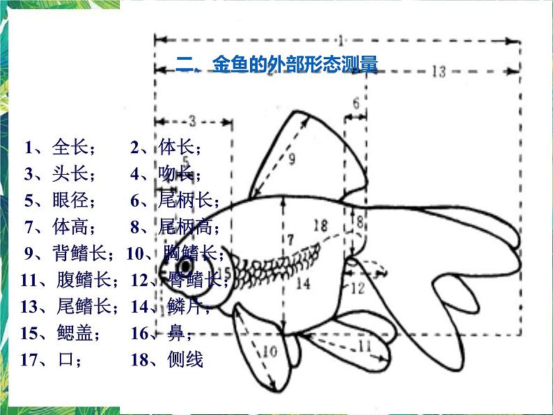 3.1《小金鱼之死》课件+教案+练习05