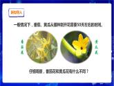 蘇教版（2019）科學(xué)三年級(jí)下1.3《植物開(kāi)花了》PPT課件+教案+練習(xí)+視頻