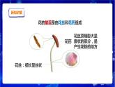蘇教版（2019）科學(xué)三年級(jí)下1.3《植物開(kāi)花了》PPT課件+教案+練習(xí)+視頻