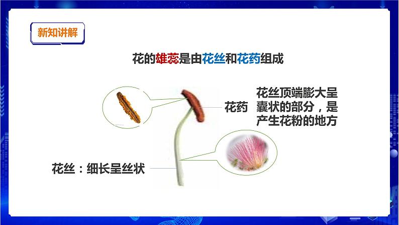 苏教版（2019）科学三年级下1.3《植物开花了》课件第4页