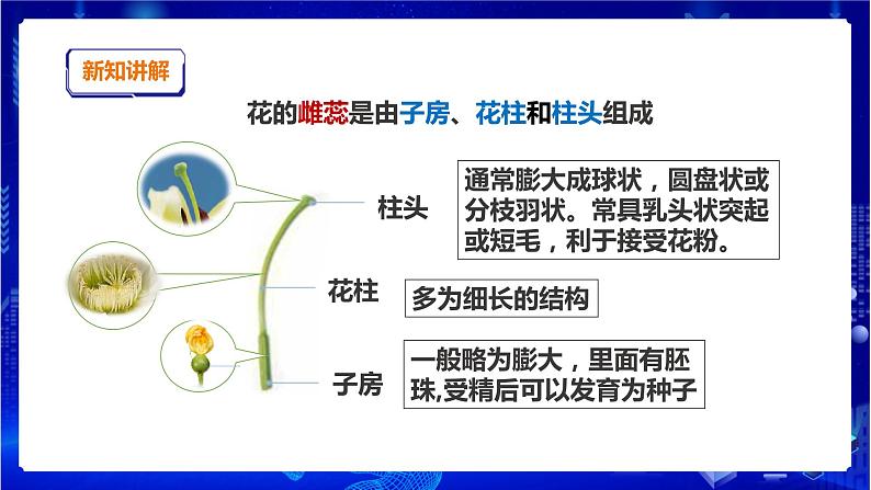 苏教版（2019）科学三年级下1.3《植物开花了》课件第5页