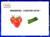 蘇教版（2019）科學(xué)三年級下1.1《種子發(fā)芽了》PPT課件+教案+練習(xí)+視頻