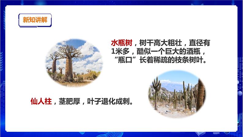 苏教版（2019）科学三年级下2.5《不同环境里的植物》课件第5页