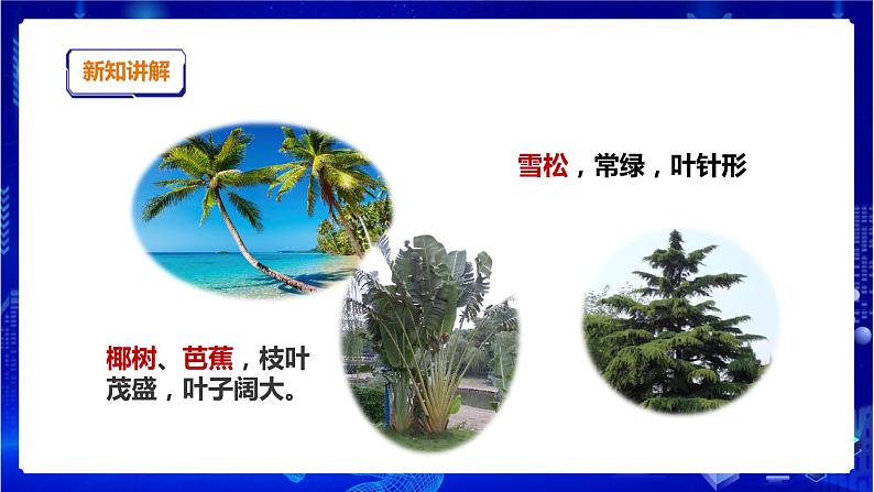 苏教版（2019）科学三年级下2.5《不同环境里的植物》课件第6页