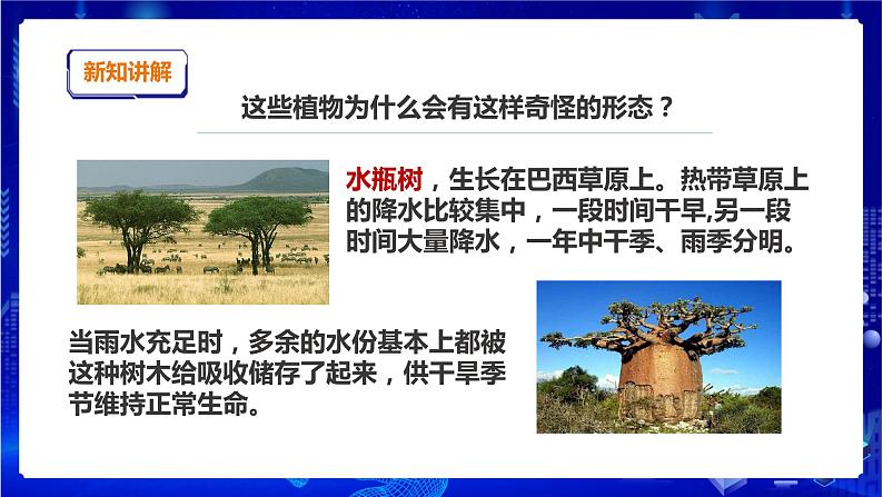 苏教版（2019）科学三年级下2.5《不同环境里的植物》课件第8页