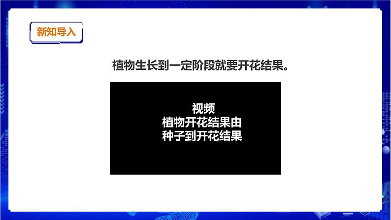 苏教版（2019）科学三年级下1.4《植物结果了》PPT课件+教案+练习02