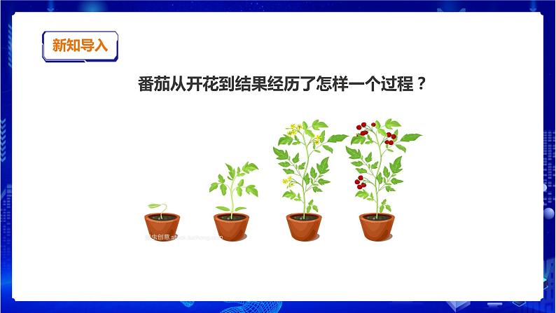 苏教版（2019）科学三年级下1.4《植物结果了》PPT课件+教案+练习03